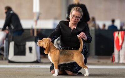 EUROPEAN DOG SHOW HERNING 2023