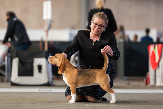 EUROPEAN DOG SHOW HERNING 2023 – EN