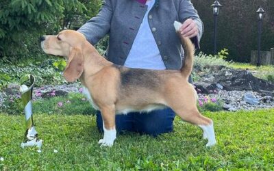 SLC/CCC Expo–CAC Jagdhunde-Ausstellung Escholzmatt