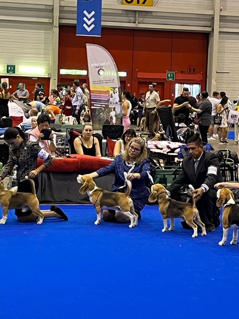 World Dog Show 2023