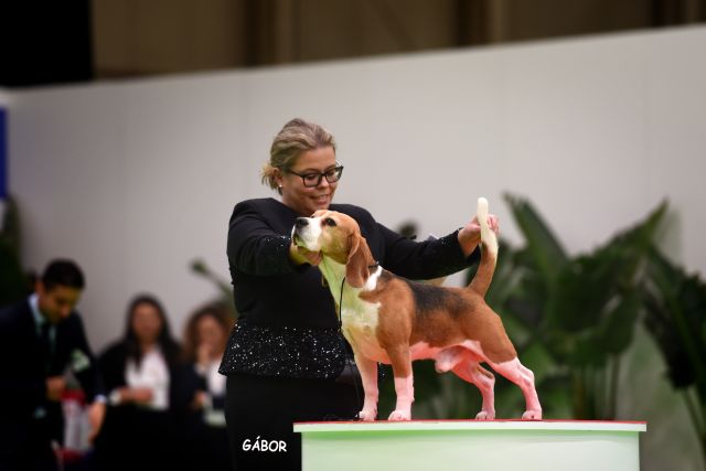 Latin Winner Bologna EN