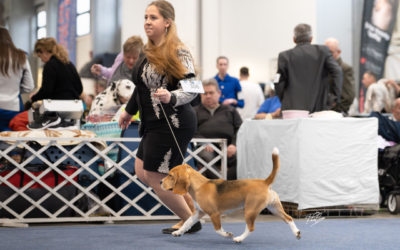 Fehova Winter Dog Show 2024