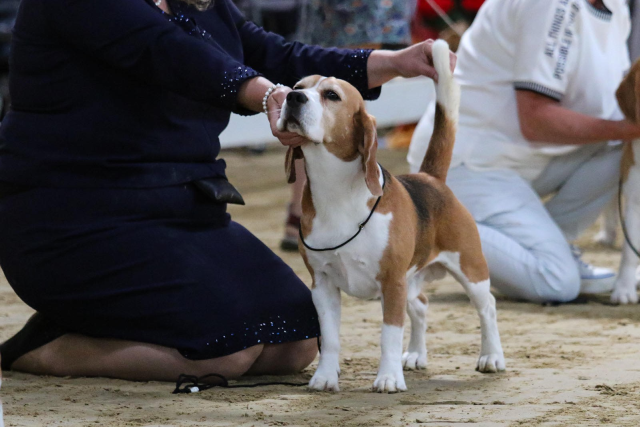 CACIB Split Night Show