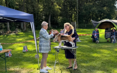 CAC Gemeinschaftsaustellung Langenselbold
