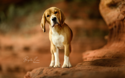 Swiss Dogshow Aarau 2024