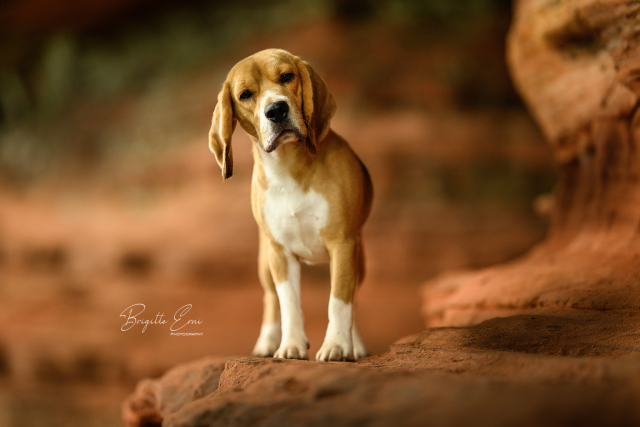 Swiss Dogshow Aarau 2024