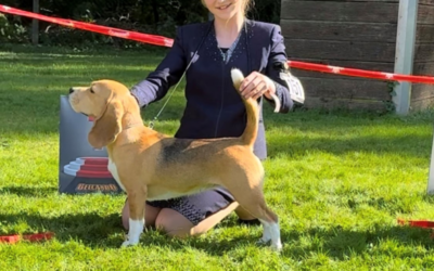 CAC Gemeinschaftsaustellung Langenselbold