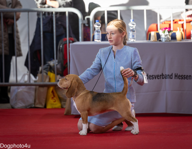 BRÜSSEL DOGSHOW 2024