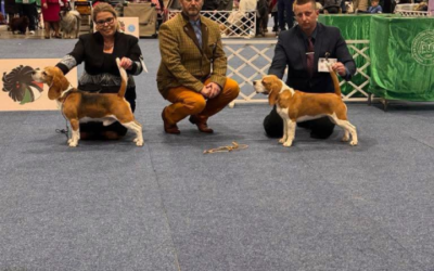 CHAMPION OF CHAMPIONS 