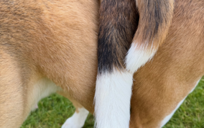 Update Wurfplanung!!