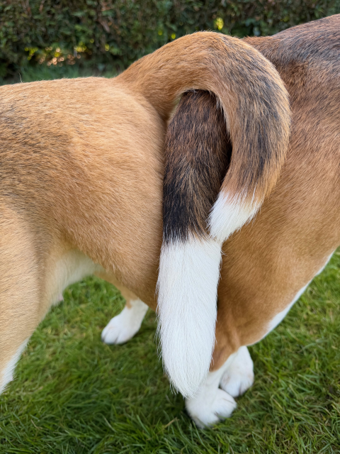 Vicky war beim decken